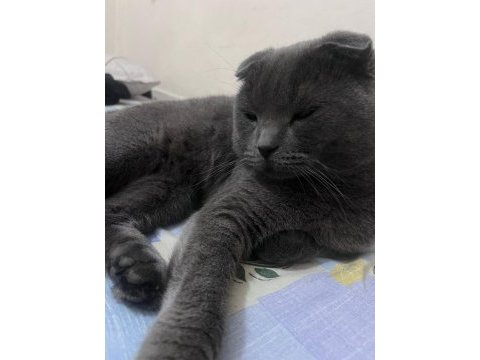 Satılık scottish fold bir buçuk yaşında erkek