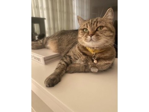 British shorthair 6 yaşında