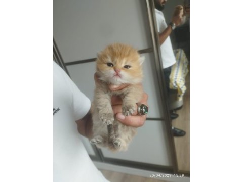 Şecereli golden british longhair yavrularım rezerve