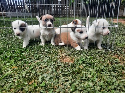 1.5 aylık jack russell yavrular