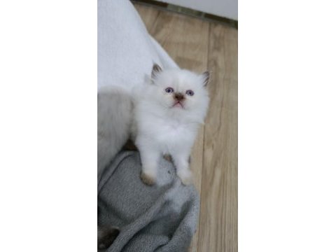 Bal çocuk kediler