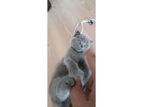 2 aylık erkek yavrularımız