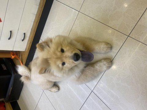 6 aylık aşıları tam orjinal çin aslanı