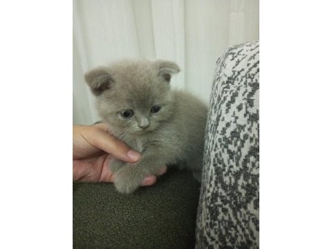 2.5 aylık erkek scottish fold yavru