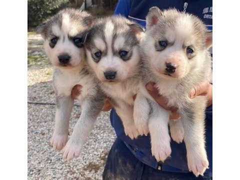 Safkan üst kalite husky