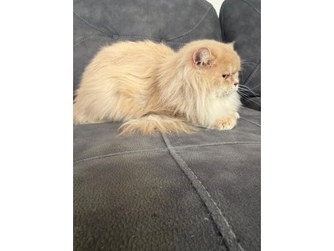 British longhair erkek