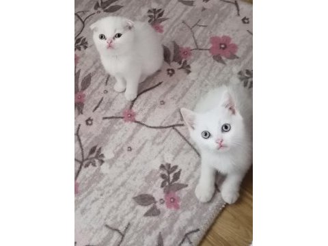 Beyaz scottish fold yavru