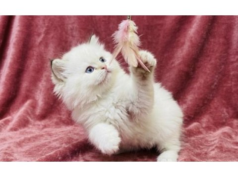 Safkan british longhair bebekler