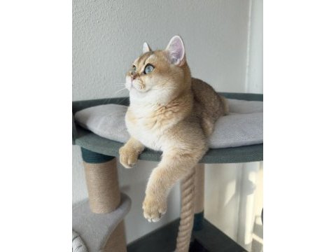 Safkan british shorthair yavrular