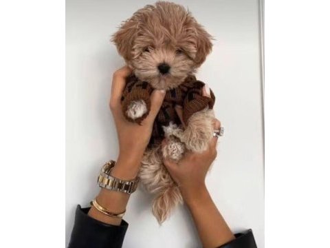 Toy poodle den farksız teacup maltipoo daha uygunu yok