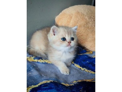 Safkan british shorthair erkek