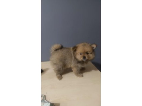 Pomeranian spitz