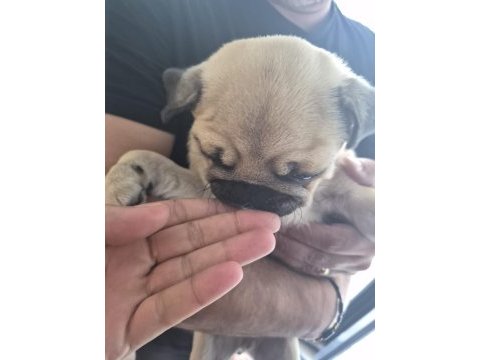 Sahiplendirilecek pug köpeğimiz