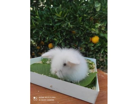 Hollanda teddy lop tavşanı yavrular