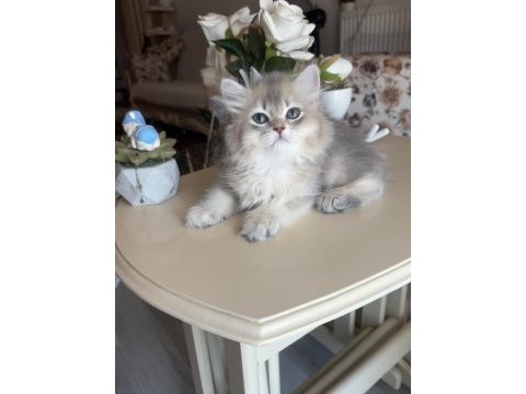 British longhair blue golden ay kardeşler