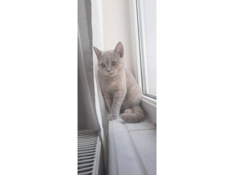 5 aylık british shorthair