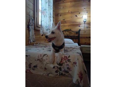 Çipli ve eğitimli yavru köpeğimiz