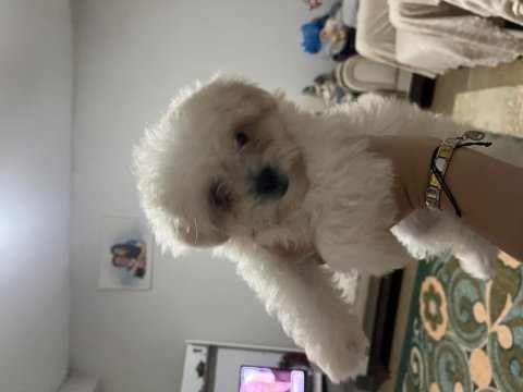 Sıfır numara maltese terrier