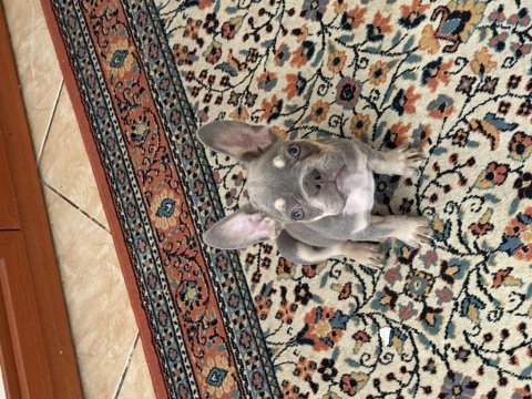 Mükemmel anatomi french bulldog