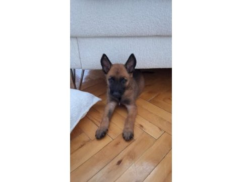 Belçika kurdu malinois