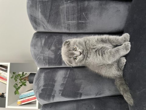 Scottish fold