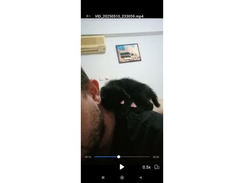 Terk edilmiş yavru kedimiz