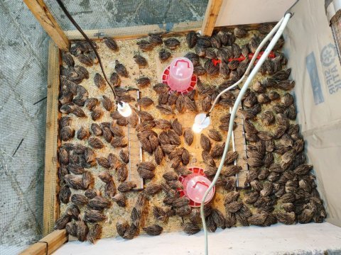 Bıldırcın ve döllü yumurta