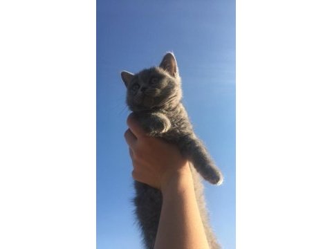 Safkan kül rengi bebek british shorthair