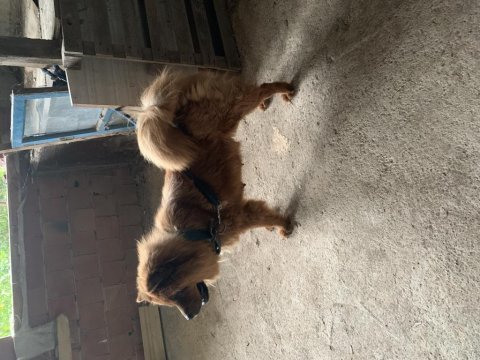 Anne baba çin aslanı