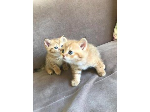 2 aylık yavru scottish fold