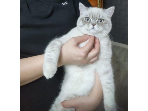 İzmir konak mavi gözlü british shorthair blue point