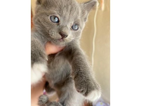 35 günlük yavrumuz british shorthair