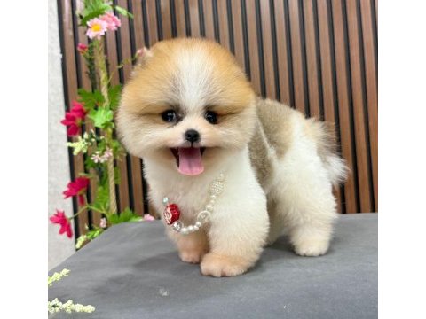 3 aylık partycolor erkek pomeranian yavrumuz