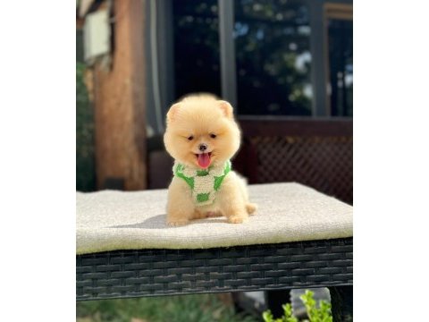 Yavru pomeranian boolarımız