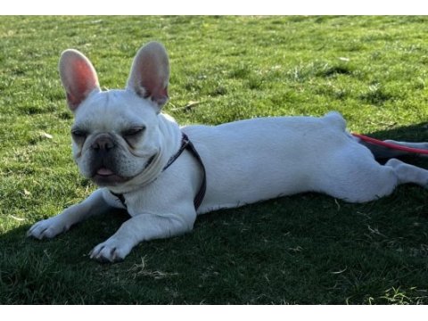 Sağlıklı,ırk garantili french bulldog yavrusu