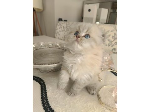 Safkan british longhair erkek