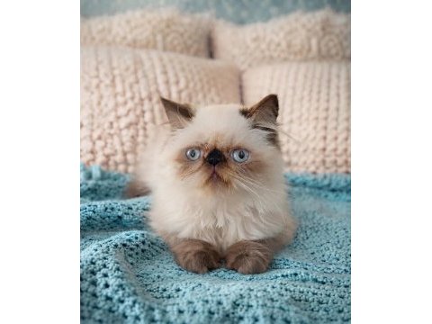 Mini maviş kedimiz