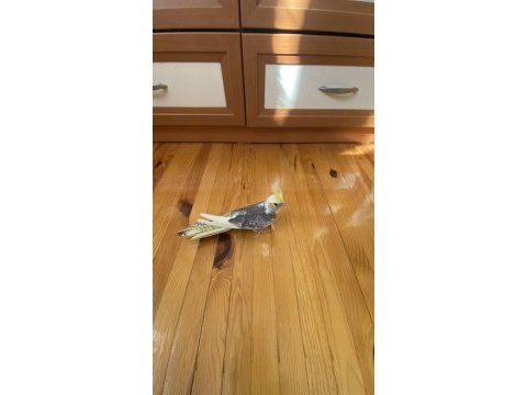 Bebek sultan yeme düştü çok güzel takım olarak