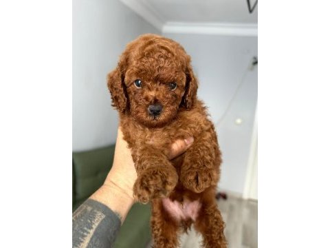 Kore red poodle