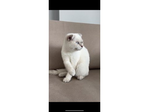 Scottish fold oğlumuzu vermek zorundayız.