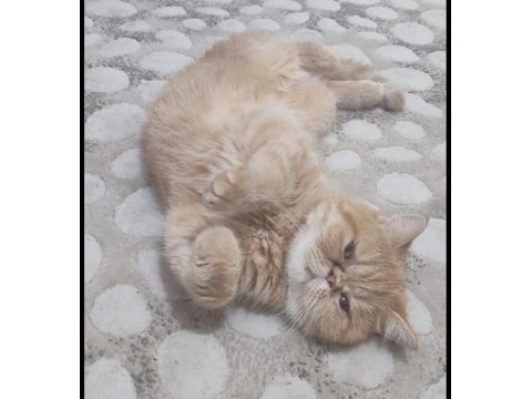 9 aylık dişi exotic shorthair
