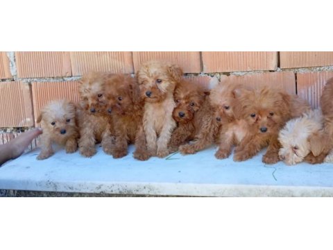 Yorkshire terrier kalite demektir