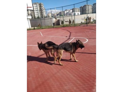 Alman kurdu yavrularımız yeni yuvalarını bekliyor