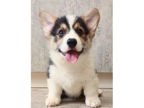 Fci secereli corgi yavruları