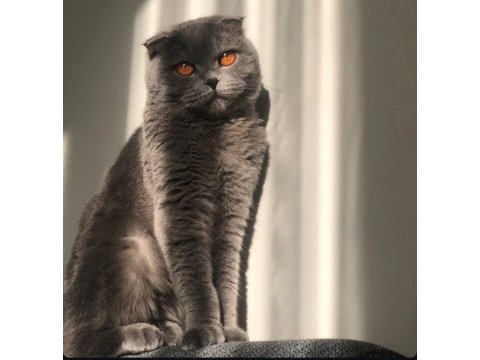 Arkadaşlar 2 yıllık scottish fold kedimi sahiplendiriyorum