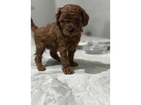 Toy poodle anne altında yavrularımz