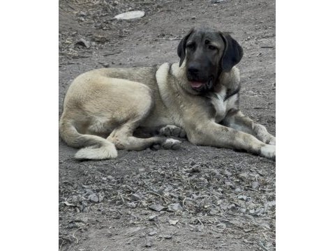 Kangal köpeğimizi sahiplendiriyoruz
