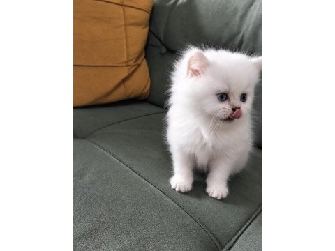 A kalite güzel british longhair yavru