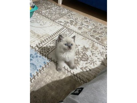 Çok acil geleni üzmem a kalite blue point erkek kedimiz