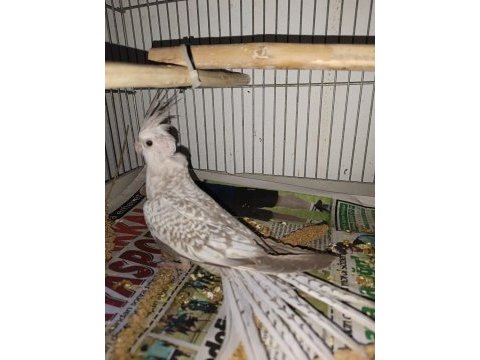 Yeni 40 günlük bebek sultan papağanlar